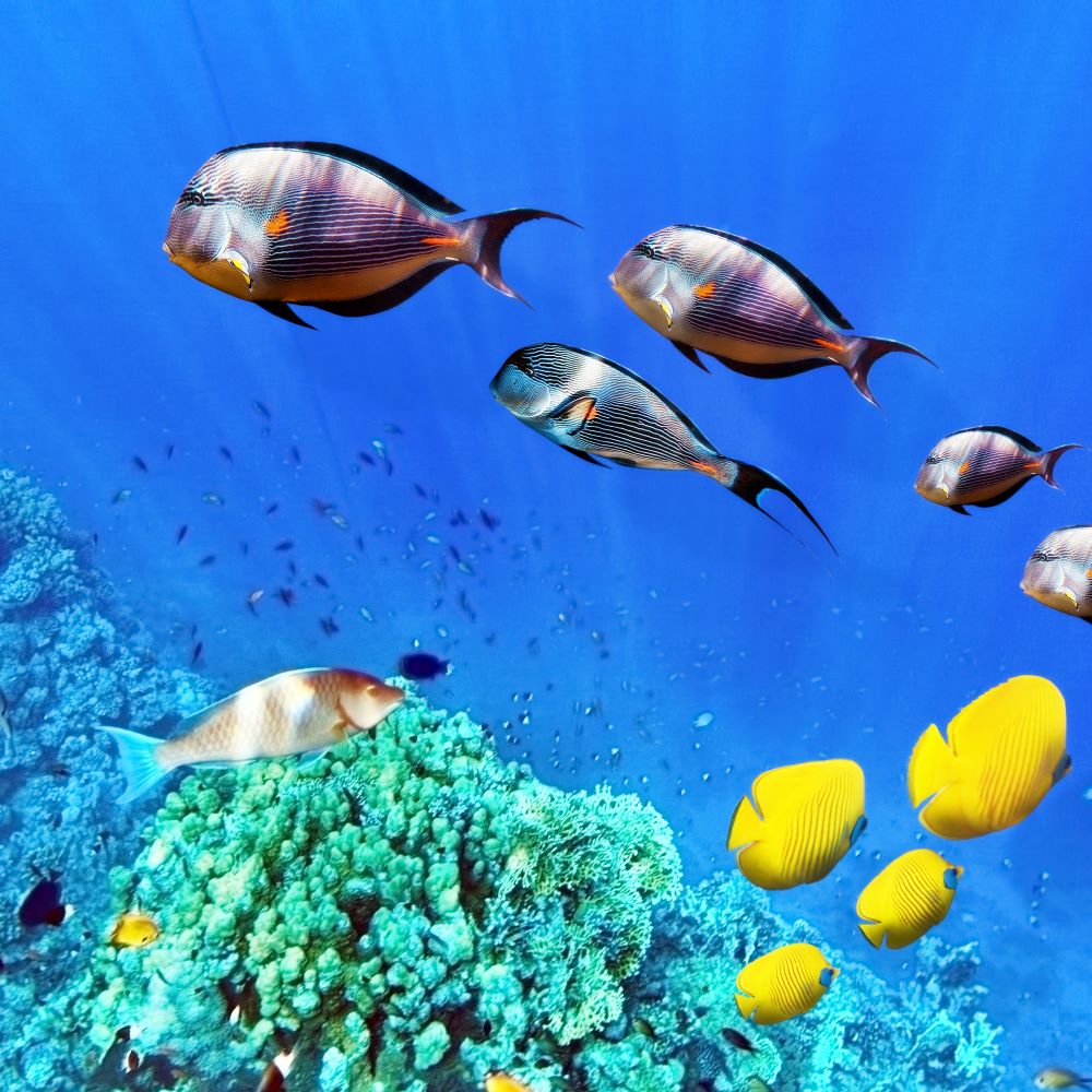Fische