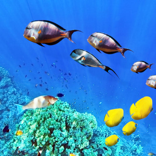 Fische