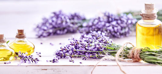 Lavendel