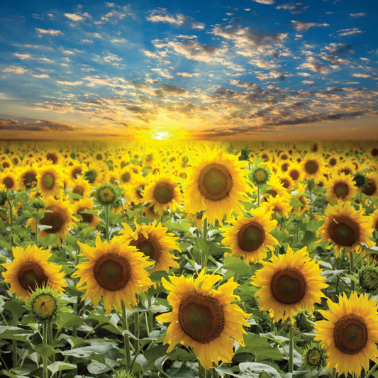 Sonnenblumen
