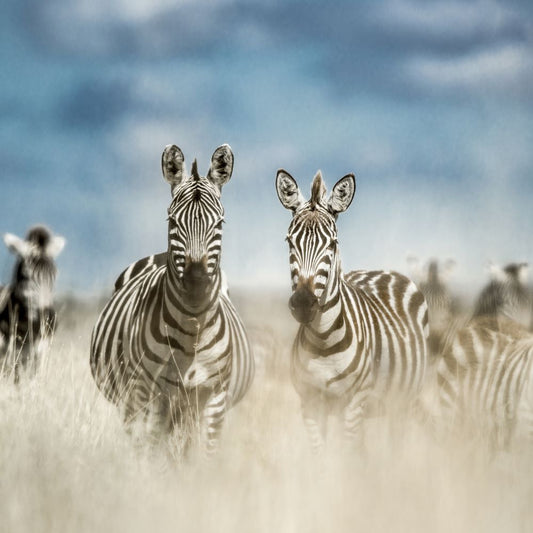 Zebras